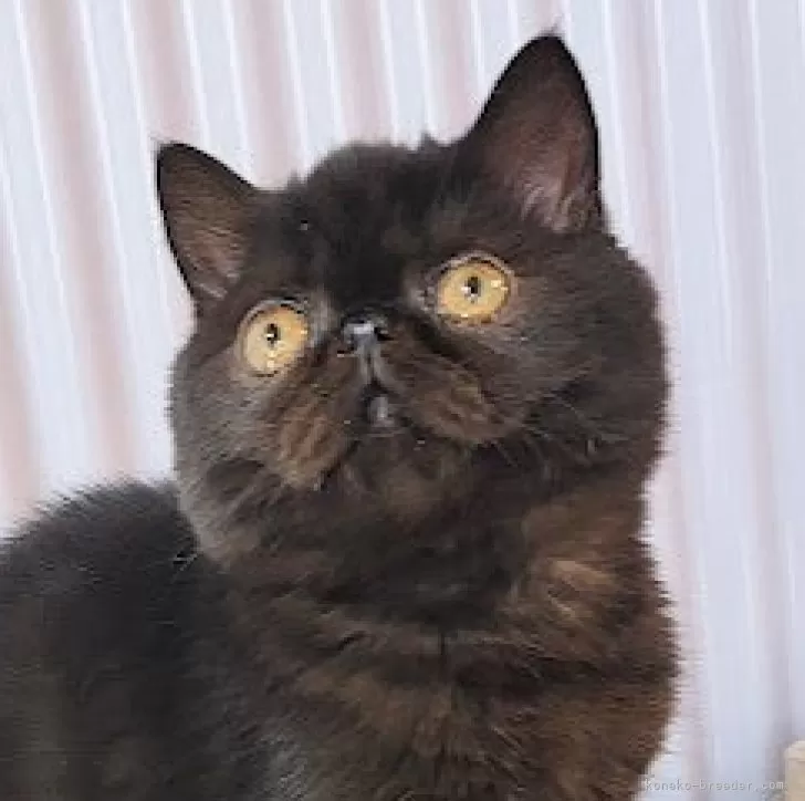 <br />
<b>Warning</b>:  Undefined variable $fos_name in <b>/home/hitodou/aicatch.net/public_html/wp-content/themes/mh-themeST/front-page.php</b> on line <b>78</b><br />
 あいきゃっち