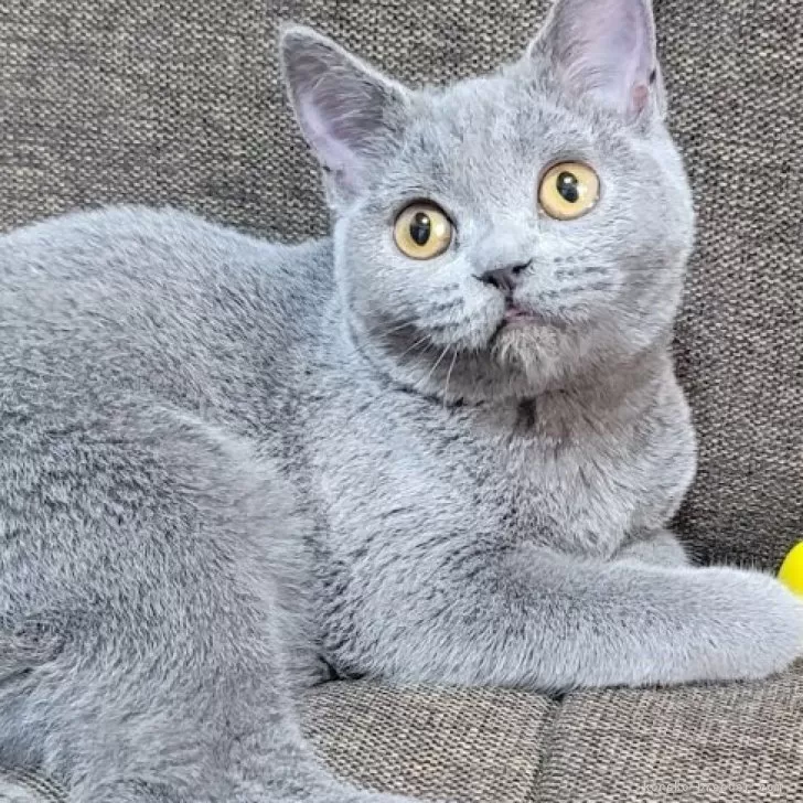 <br />
<b>Warning</b>:  Undefined variable $fos_name in <b>/home/hitodou/aicatch.net/public_html/wp-content/themes/mh-themeST/front-page.php</b> on line <b>78</b><br />
 あいきゃっち