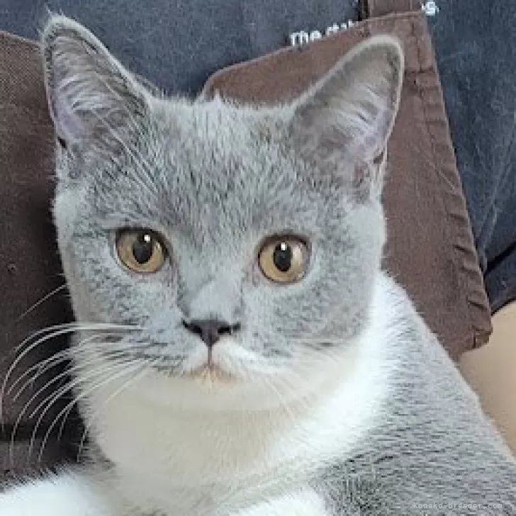 <br />
<b>Warning</b>:  Undefined variable $fos_name in <b>/home/hitodou/aicatch.net/public_html/wp-content/themes/mh-themeST/front-page.php</b> on line <b>78</b><br />
 あいきゃっち