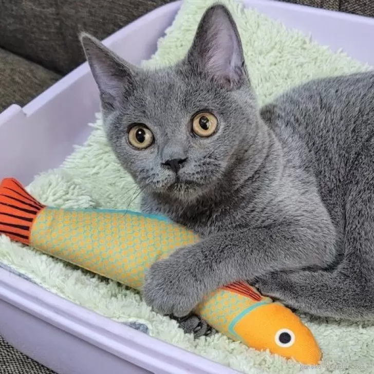 <br />
<b>Warning</b>:  Undefined variable $fos_name in <b>/home/hitodou/aicatch.net/public_html/wp-content/themes/mh-themeST/front-page.php</b> on line <b>78</b><br />
 あいきゃっち