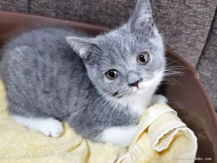 <br />
<b>Warning</b>:  Undefined variable $fos_name in <b>/home/hitodou/aicatch.net/public_html/wp-content/themes/mh-themeST/front-page.php</b> on line <b>78</b><br />
 あいきゃっち