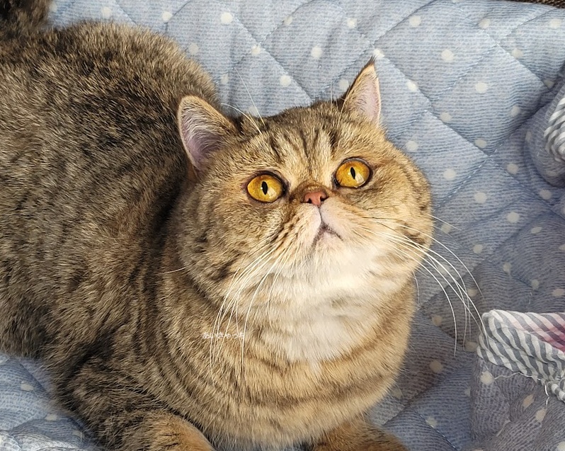 <br />
<b>Warning</b>:  Undefined variable $fos_name in <b>/home/hitodou/aicatch.net/public_html/wp-content/themes/mh-themeST/front-page.php</b> on line <b>78</b><br />
 あいきゃっち