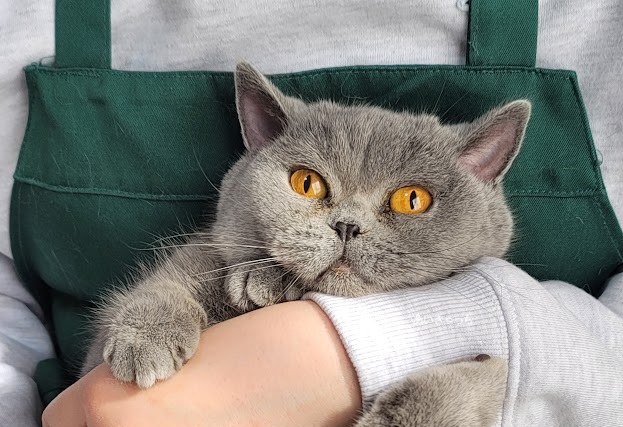 <br />
<b>Warning</b>:  Undefined variable $fos_name in <b>/home/hitodou/aicatch.net/public_html/wp-content/themes/mh-themeST/front-page.php</b> on line <b>78</b><br />
 あいきゃっち