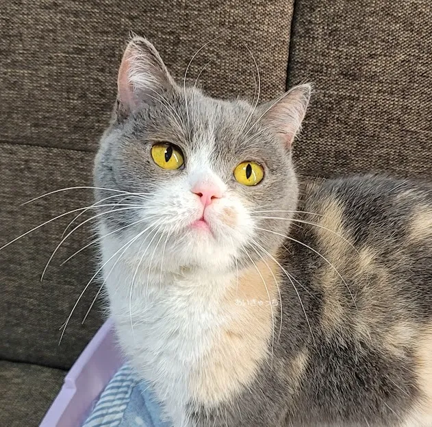 <br />
<b>Warning</b>:  Undefined variable $fos_name in <b>/home/hitodou/aicatch.net/public_html/wp-content/themes/mh-themeST_v2/front-page.php</b> on line <b>78</b><br />
 あいきゃっち