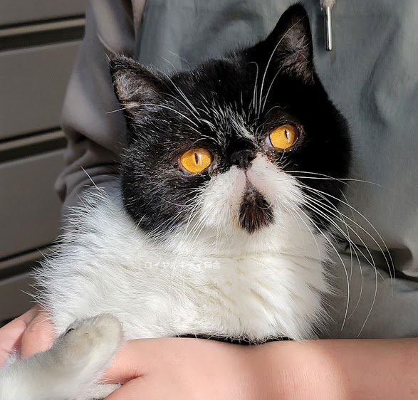 <br />
<b>Warning</b>:  Undefined variable $fos_name in <b>/home/hitodou/aicatch.net/public_html/wp-content/themes/mh-themeST_v2/front-page.php</b> on line <b>78</b><br />
 あいきゃっち