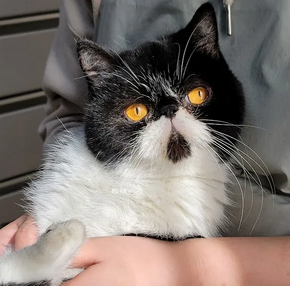 <br />
<b>Warning</b>:  Undefined variable $fos_name in <b>/home/hitodou/aicatch.net/public_html/wp-content/themes/mh-themeST_v2/front-page.php</b> on line <b>78</b><br />
 あいきゃっち